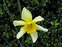 Daffodil Rydal